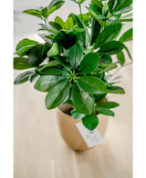 Un primer plano de la Planta Artificial Baby Schefflera UV de 45 cm, con hojas anchas y brillantes, en una maceta beige con una etiqueta blanca, expuesta sobre una superficie de madera clara.