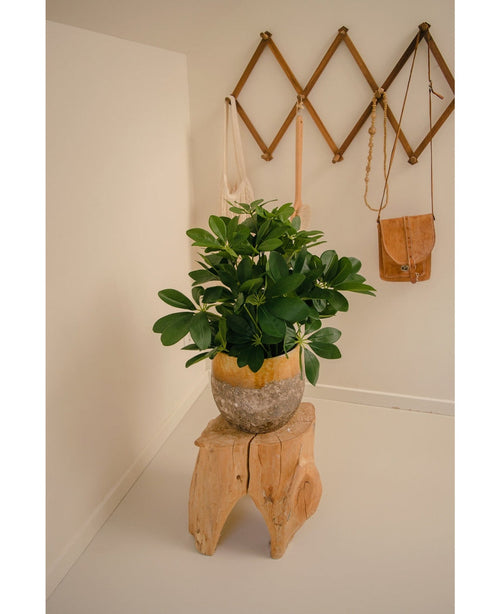 Una planta artificial Baby Schefflera UV de 45 cm se encuentra sobre un taburete rústico de madera en una habitación minimalista. Detrás cuelga un perchero de pared de madera con dos bolsos de lona y un pequeño bolso de cuero marrón.