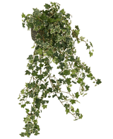 La hiedra artificial Deluxe Rich Green-White de 90 cm tiene tallos largos y colgantes y exuberantes hojas verdes con bordes blancos, que caen elegantemente en cascada para crear un aspecto natural sobre cualquier fondo.