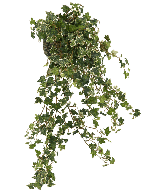La hiedra artificial Deluxe Rich Green-White de 90 cm tiene tallos largos y colgantes y exuberantes hojas verdes con bordes blancos, que caen elegantemente en cascada para crear un aspecto natural sobre cualquier fondo.