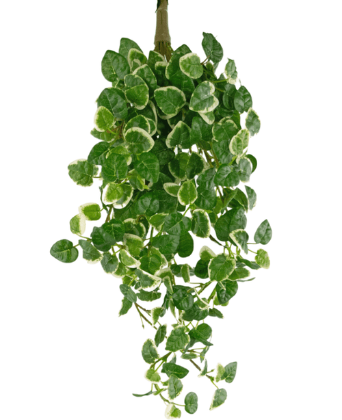 Planta colgante artificial Pumila de 50 cm con hojas verdes con un borde blanco crema, que cuelgan sobre un fondo blanco.