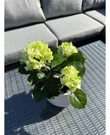 La planta Hortensia Artificial Verde UV de 35 cm con flores de color verde claro se encuentra sobre una mesa de exterior de mimbre gris, frente a un sofá gris con cojines. La luz del sol ilumina la planta artificial y proyecta sombras sobre la mesa.