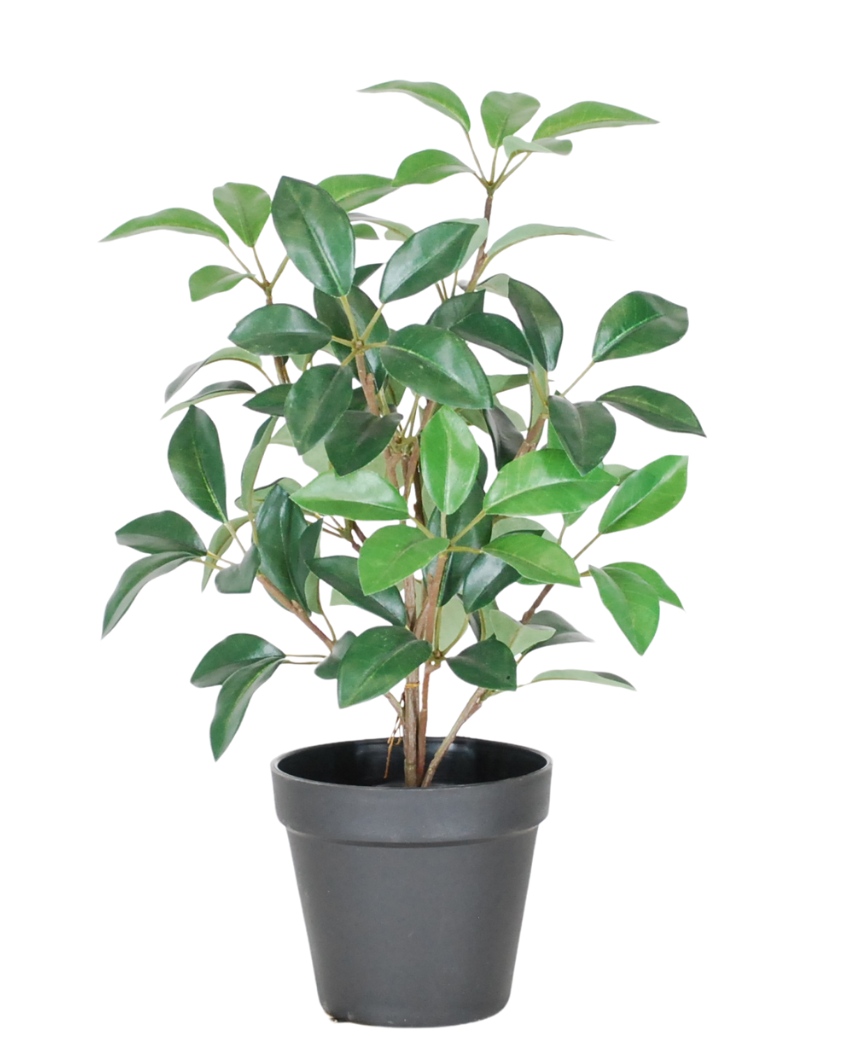 El Laurel Artificial en maceta UV 43 cm es una pequeña planta en maceta de color verde exuberante, con múltiples tallos y hojas ovaladas, presentada en una sencilla maceta de plástico negro sobre un fondo blanco.