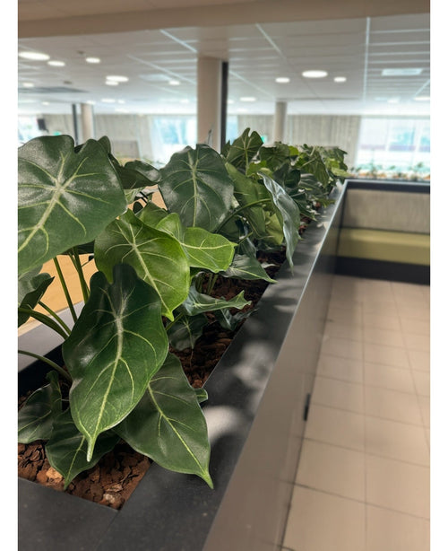 Una hilera de Planta Artificial Syngonium UV de 58 cm bordea una maceta en el mostrador, llenando este espacio luminoso y moderno con vegetación en forma de corazón y creando un oasis verde cerca de ventanas iluminadas por el sol y elegantes suelos de baldosas.