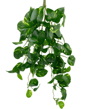 La Parra Artificial Colgante Dorada 60 cm UV es una planta artificial de potos colgante con hojas verdes en forma de corazón y matices amarillos, que cuelgan sobre un fondo blanco liso.