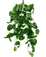 La Parra Artificial Colgante Dorada 60 cm UV es una planta artificial de potos colgante con hojas verdes en forma de corazón y matices amarillos, que cuelgan sobre un fondo blanco liso.