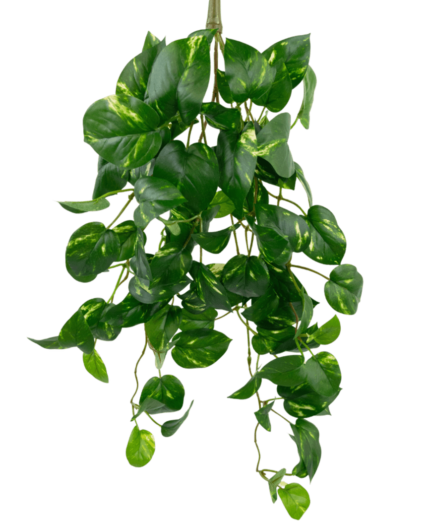 La Parra Artificial Colgante Dorada 60 cm UV es una planta artificial de potos colgante con hojas verdes en forma de corazón y matices amarillos, que cuelgan sobre un fondo blanco liso.