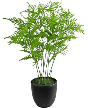 La planta artificial Espárragos de 59 cm tiene hojas verdes exuberantes y delicadas en una elegante maceta negra, sobre un fondo blanco fresco.