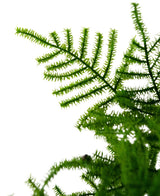 Primer plano de una planta de espárrago artificial de 59 cm con hojas de color verde vivo y finamente estructuradas sobre un fondo blanco brillante. Las delicadas hojas plumosas tienen detalles destacados y se extienden en diagonal a lo largo de la imagen.