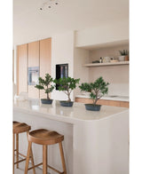 Una Planta Artificial Bonsái Enebro de 40 cm se alza sobre una isla de cocina blanca con dos taburetes de madera, rodeada de armarios de madera clara, encimeras blancas y una decoración minimalista.