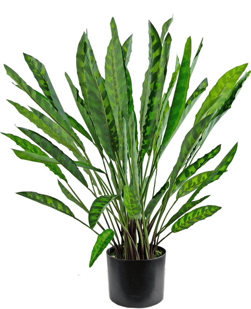 La Planta Artificial Calathea 60 cm es una planta artificial alta con muchas hojas verdes largas y estrechas con patrones claros y oscuros, dispuestas en una sencilla maceta negra sobre un fondo blanco.