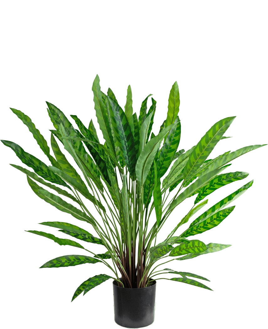Planta artificial Calathea 85 cm: una exuberante planta de interior en maceta de color verde con hojas verticales largas y delgadas en una maceta negra, aislada sobre blanco.
