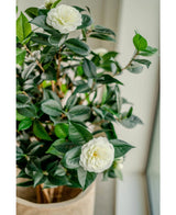 La Planta Artificial Camellia japonica 100 cm tiene hojas de color verde brillante y dos flores artificiales blancas, que aportan un toque elegante de rosa japonesa cuando la colocas en el interior cerca de la ventana.