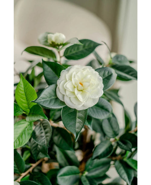 Un primer plano de la planta artificial Camellia japonica de 100 cm muestra sus pétalos blancos en capas y sus hojas de color verde oscuro, con otra flor blanca suavemente descolorida en el fondo.