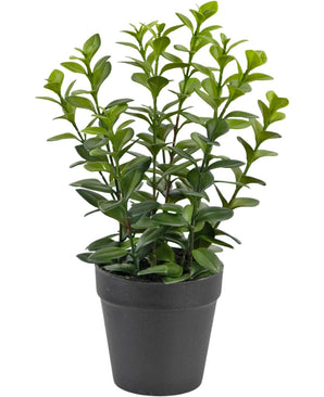 La Planta Artificial Chlorophytum de 28 cm presenta múltiples tallos verdes verticales con hojas brillantes de forma ovalada en una sencilla maceta de plástico negro, perfecta para iluminar cualquier espacio.