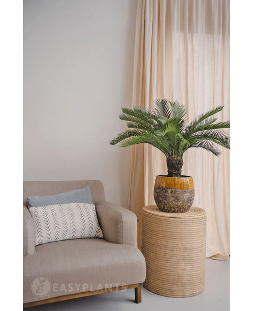Una palmera Cycas artificial de 80 cm se encuentra sobre una mesa redonda de mimbre junto a un sillón beige con un cojín estampado blanco, contra unas cortinas beige claro y una pared neutra.