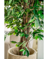 Primer plano de Planta Artificial Ficus Tropical Liana de 150 cm con un tronco leñoso retorcido y exuberantes hojas verdes en una maceta beige. Fondo suave y borroso. Opción elegante para decoración de oficina.
