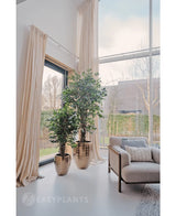 La planta artificial Ficus Tropical Liana de 150 cm se encuentra cerca de ventanales con cortinas beige en una sala de estar moderna y luminosa, ideal para una decoración de oficina con estilo. Cerca hay un sillón luminoso, con árboles y setos visibles en el exterior.