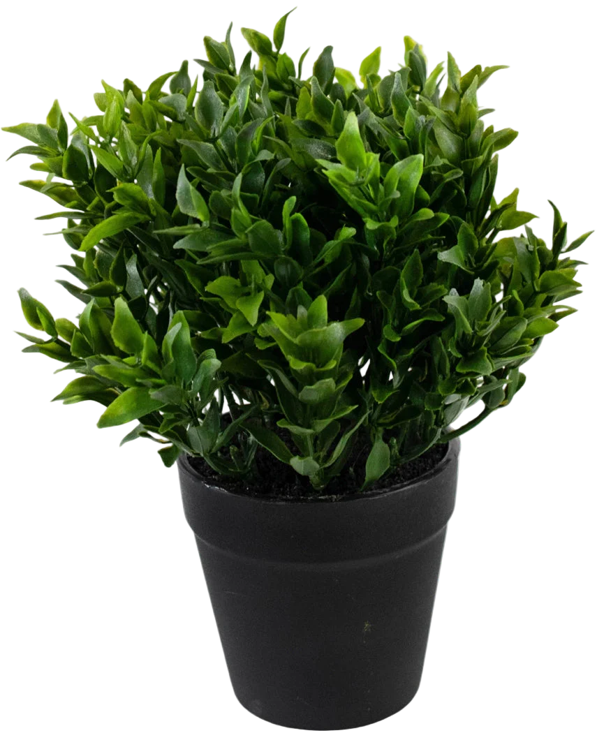 La Planta Artificial Verde de 20 cm en maceta es una planta artificial de color verde exuberante con pequeñas hojas puntiagudas en una sencilla maceta negra, perfecta para añadir un verdor vibrante a tu espacio.