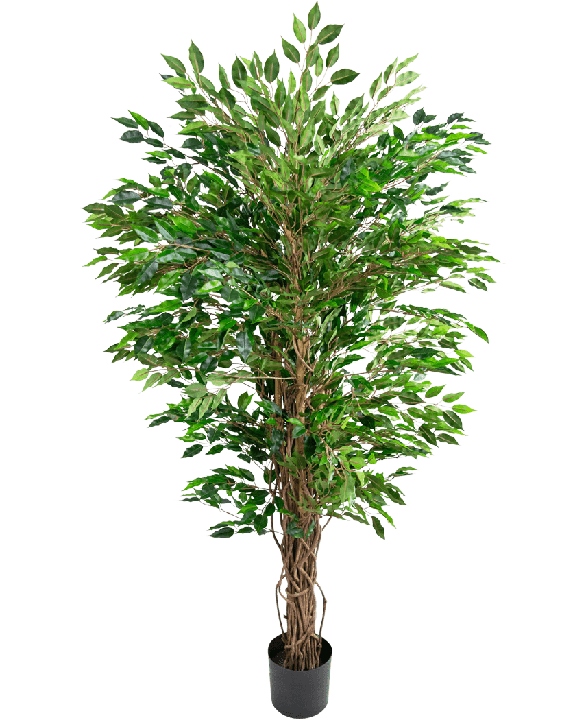 La planta artificial Ficus Liana hawaiana (150 cm) tiene exuberantes hojas verdes y múltiples tallos marrones retorcidos en una pequeña maceta negra, sobre un fondo blanco liso.