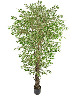 La Planta Artificial Ficus Liana Hawaiana de 180 cm es un árbol artificial alto con hojas de colores verdes y blancos en una maceta negra, sobre un fondo blanco liso.