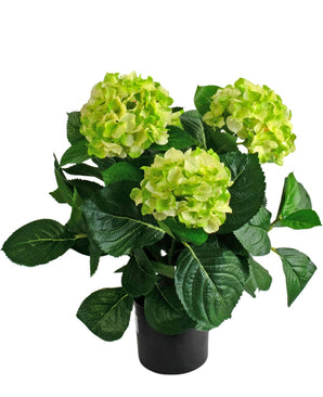 La planta Hortensia Artificial UV 43 cm verde tiene tres grandes ramos de flores de hortensias de color verde claro con hojas de color verde oscuro en una maceta, sobre un fondo blanco.