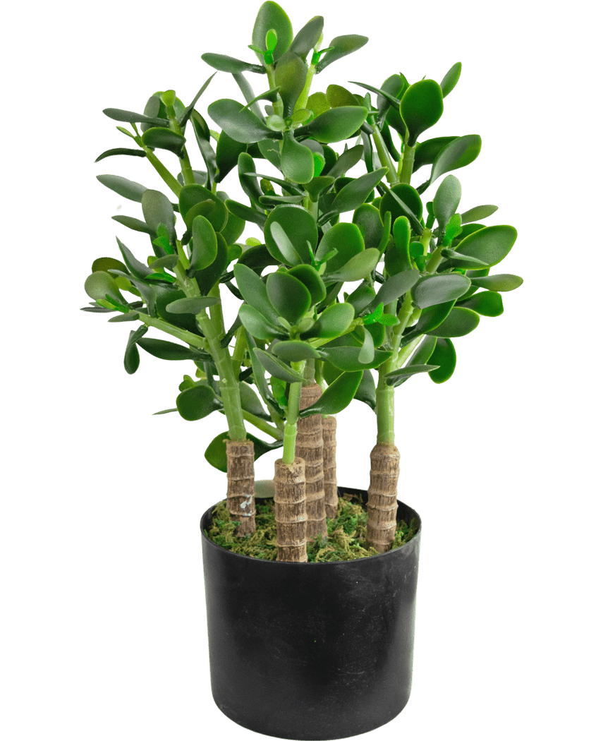 La Planta de Jade Artificial de 45 cm tiene hojas gruesas y ovaladas de color verde y tallos resistentes en una maceta negra con musgo que cubre el suelo.