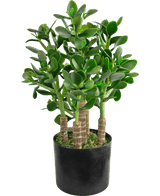 La Planta de Jade Artificial de 45 cm tiene hojas gruesas y ovaladas de color verde y tallos resistentes en una maceta negra con musgo que cubre el suelo.