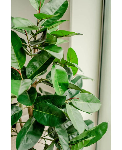 En el interior, cerca de una ventana, se encuentra un primer plano de la planta de caucho artificial de 150 cm con hojas brillantes de color verde oscuro; la brillante luz natural acentúa el vibrante follaje y las elegantes macetas decorativas.