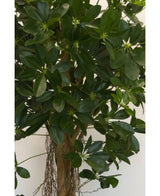 Primer plano de la planta Schefflera artificial de hoja pequeña, 150 cm, con hojas anchas de color verde brillante y pequeños cogollos en forma de estrella, además de un tallo marrón y raíces colgantes, ideal para macetas decorativas elegantes sobre cualquier fondo neutro.