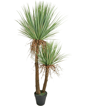 La planta Yucca Artificial Deluxe de 153 cm tiene dos troncos altos de color marrón con textura y manojos de hojas verdes largas y puntiagudas y algunas hojas inferiores secas sobre un fondo blanco.