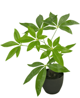 Pachira artificial Árbol del Dinero 30 cm