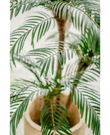 Palmera Cica Classic 135 cm