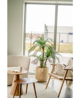 Palmera Cica Classic 135 cm