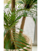 Palmera Cica Classic 135 cm