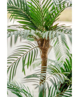 Palmera Cica Classic 135 cm