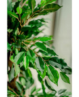 Planta artificial Ficus Crazy 120 cm