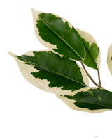 Planta artificial Ficus Verde/blanco 90 cm
