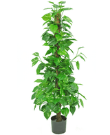 Planta artificial Pothos 150 cm