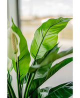 Planta artificial Spathiphyllum blanco 85 cm