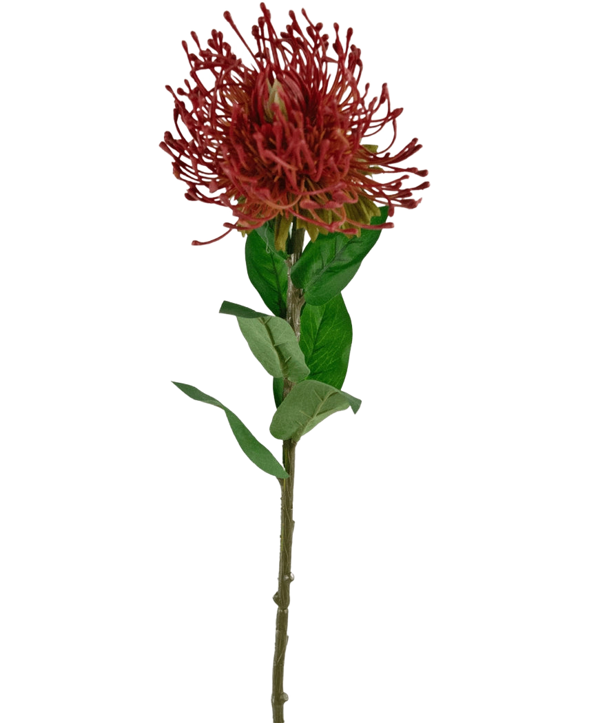 La Flor Artificial Protea 73 cm roja tiene una única protea en forma de alfiletero de color rojo con pétalos puntiagudos y hojas verdes sobre un tallo largo y delgado, sobre un fondo blanco.