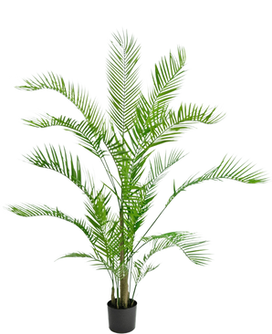 La Planta Artificial Chamaedorea 150 cm es una palmera alta en una maceta con hojas verdes largas y arqueadas y tallos delgados, sobre un fondo blanco liso.
