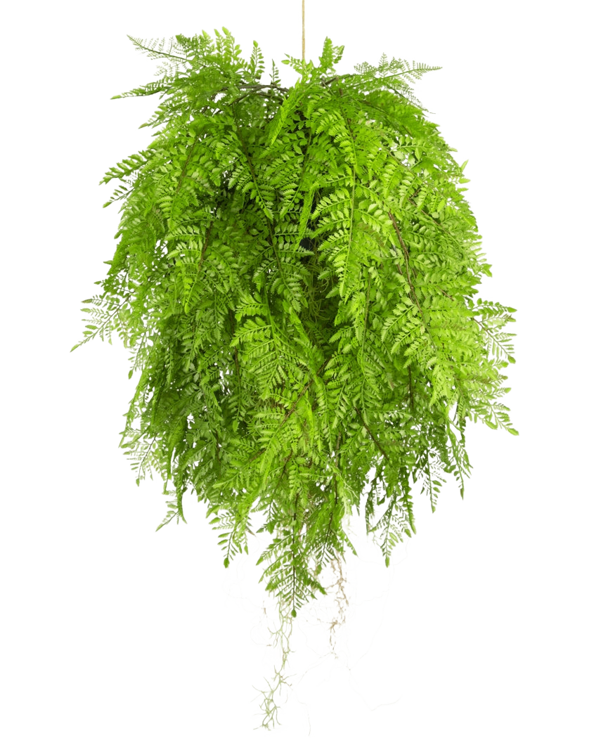 La planta colgante artificial Helecho con raíces d80 cm con sistema de suspensión tiene hojas largas y elegantes y es perfecta para una decoración interior elegante sobre un fondo blanco.