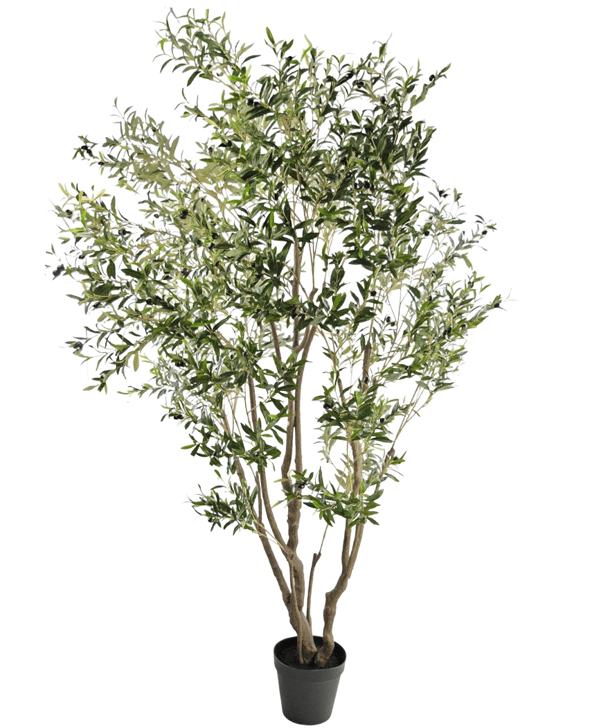 El Olivo Artificial de 260 cm tiene varias ramas delgadas y hojas verdes densas y estrechas. Sobre un fondo blanco, esta planta artificial de fácil cuidado aporta vegetación a cualquier habitación sin esfuerzo.