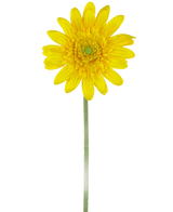 La Flor Artificial Gerbera 53 cm amarilla es una única margarita artificial amarilla con un corazón verde y un largo tallo verde, sobre un fondo blanco liso.