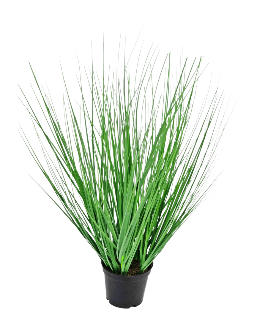 La Planta de Césped Artificial Cebolla ignífuga de 50 cm tiene hojas largas, delgadas y verdes que se extienden hacia afuera desde el centro y se presentan en una maceta sobre un fondo blanco liso.