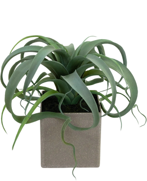 La planta suculenta artificial en maceta de 24 cm tiene hojas verdes rizadas en forma de cinta que emergen de una maceta cuadrada de color gris claro, sobre un fondo blanco.