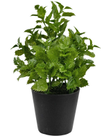 Planta Artificial Perilla 25 cm: Una planta de follaje verde vibrante con bordes dentados en una sencilla maceta negra, perfecta para añadir un toque de naturaleza a cualquier habitación.