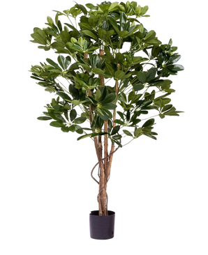 La Planta Artificial Schefflera 120 cm es una planta artificial alta con exuberantes hojas verdes y múltiples tallos esbeltos de color marrón en una pequeña maceta negra, perfecta para decorar cualquier espacio.