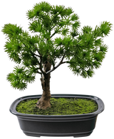 La Planta Artificial Bonsái Enebro de 20 cm tiene hojas densas y puntiagudas de color verde en una maceta rectangular negra con musgo, sobre un fondo blanco liso.